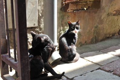 photo 1079321