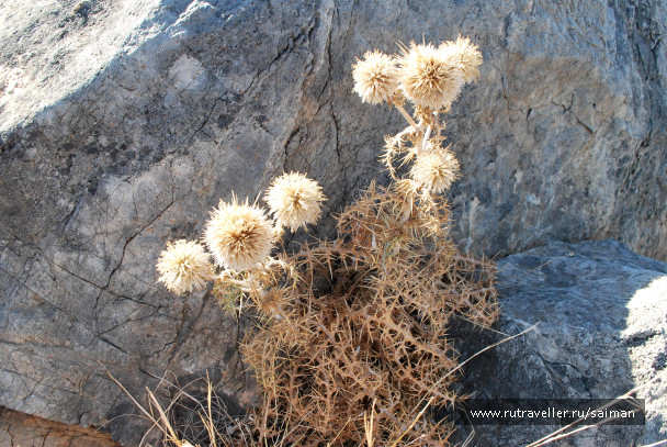 photo 1717696