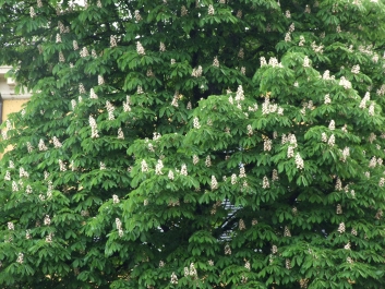photo 919098