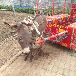 photo 1088794