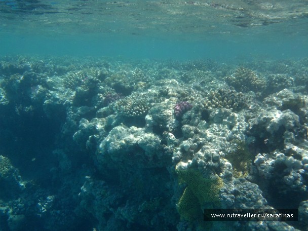 photo 785873