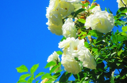 photo 1476712