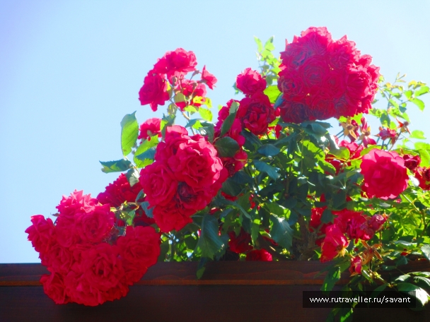 photo 1477552