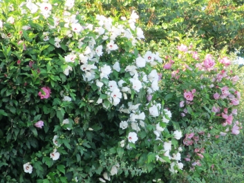 photo 618045