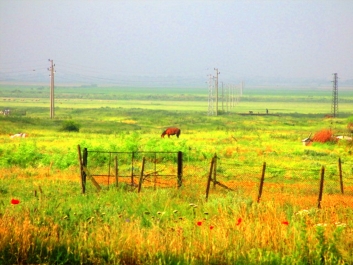 photo 916465