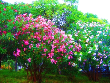 photo 641662