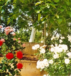 photo 634335