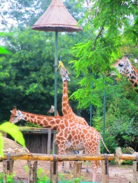photo 1145758
