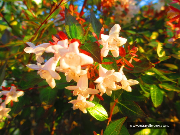 photo 1481824