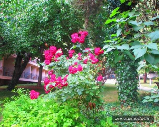 photo 1779810