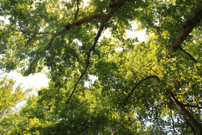photo 422973