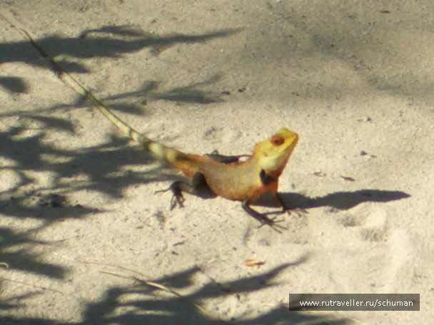 photo 147412