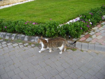 photo 707512