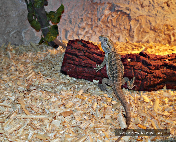 photo 1542347