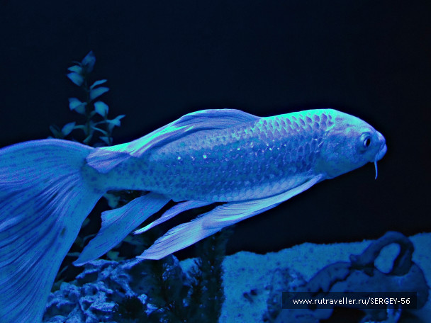 photo 1568159