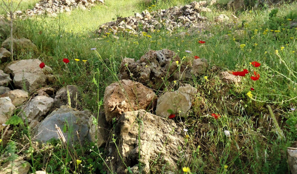 DSC09736
