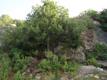 photo 1799612