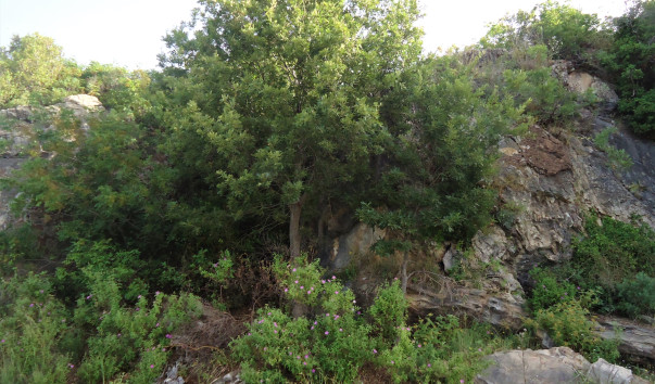 DSC09740