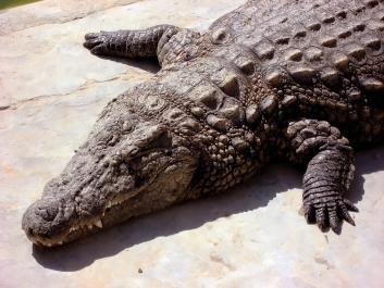 photo 352721
