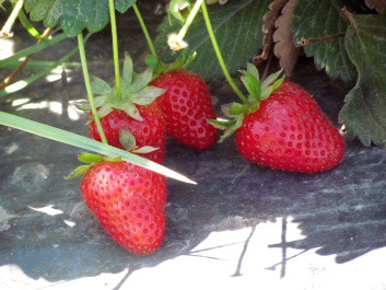 photo 376573