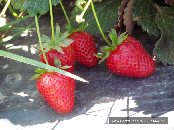 photo 376573