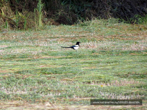photo 376592