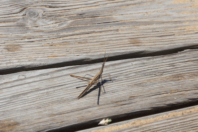 photo 420742