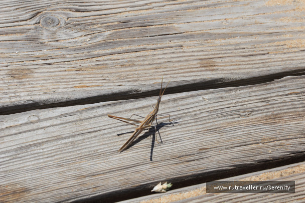 photo 420742