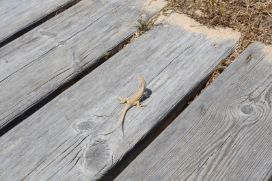 photo 420747