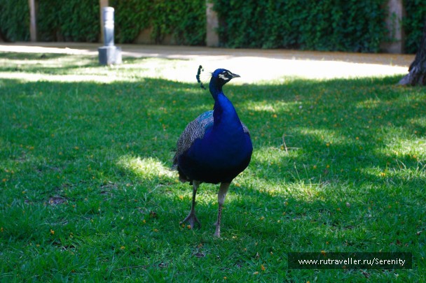 photo 516543