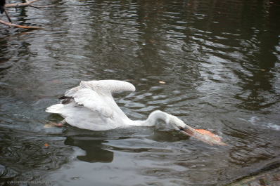 photo 635158