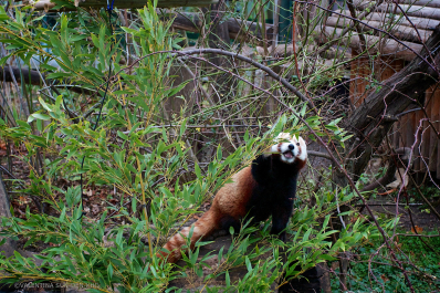 photo 635162