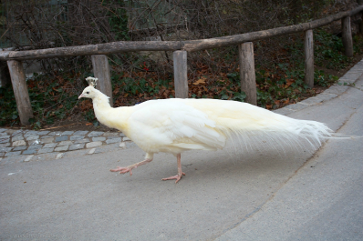 photo 635175