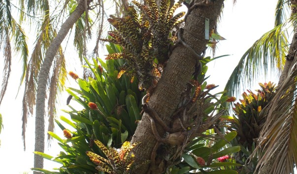 Royal Botanic Gardens