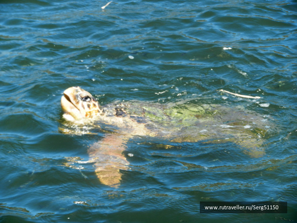 photo 117263
