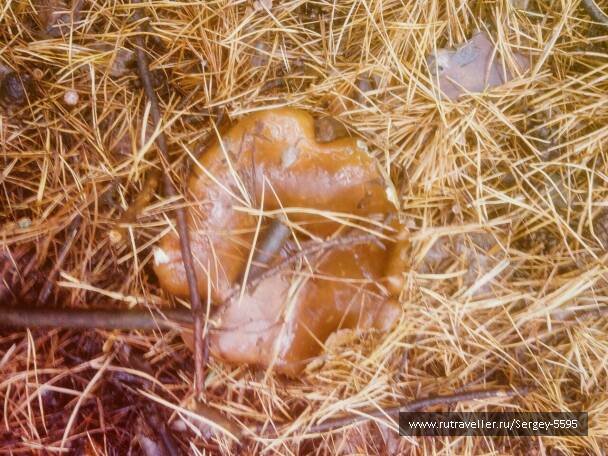 photo 1584204