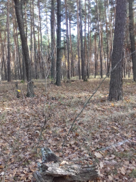 photo 1702710