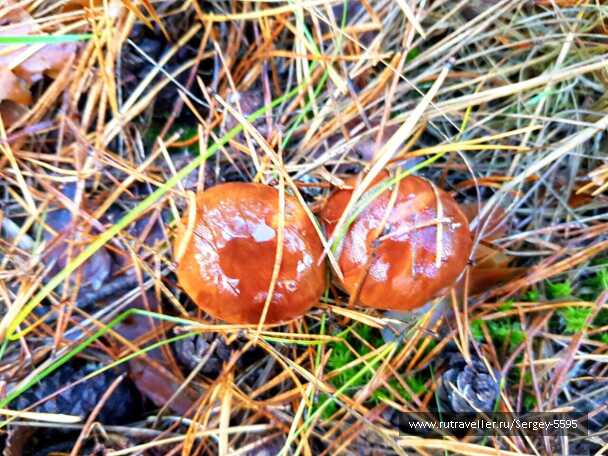 photo 1978097
