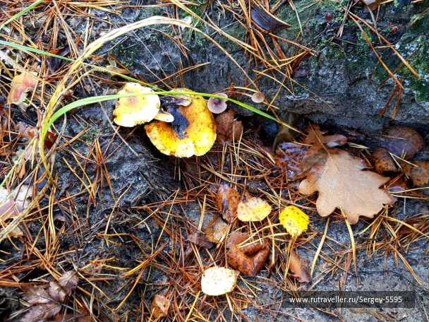 photo 1978582