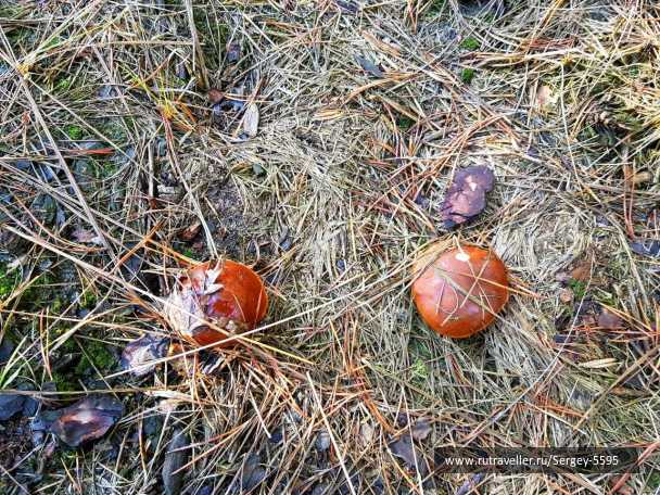 photo 1978809