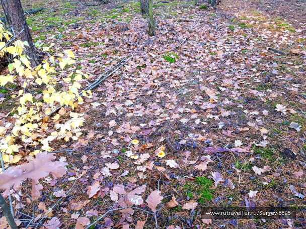 photo 1979783