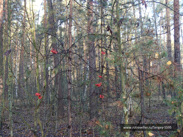 photo 1985511