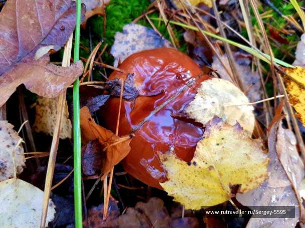 photo 1986835