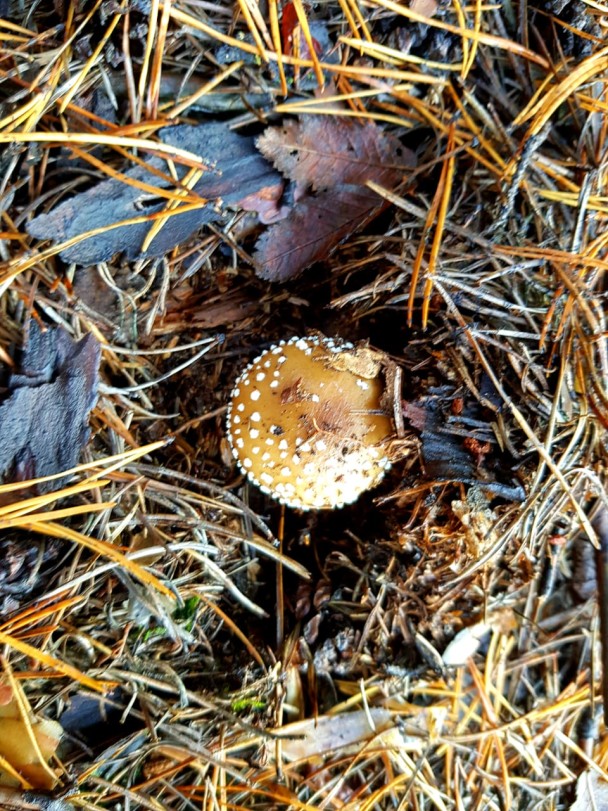 photo 1990858