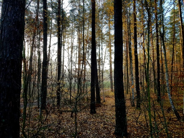 photo 1990860