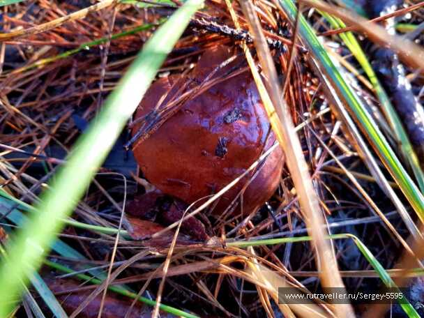 photo 1994062