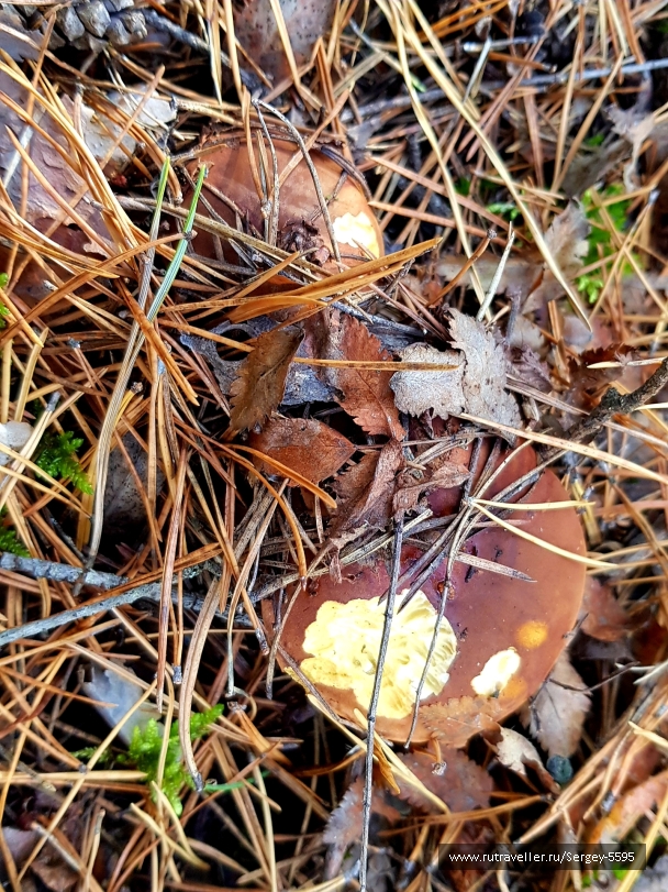 photo 2027256