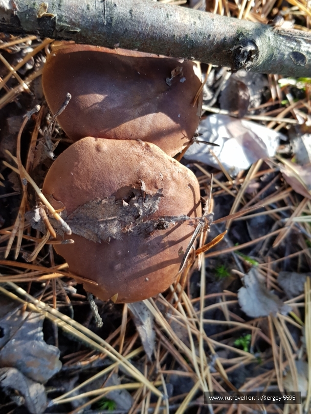 photo 2027819