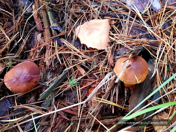 photo 2028660