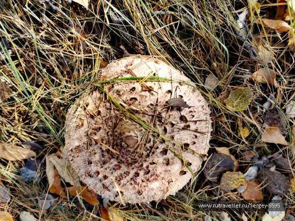photo 2028924